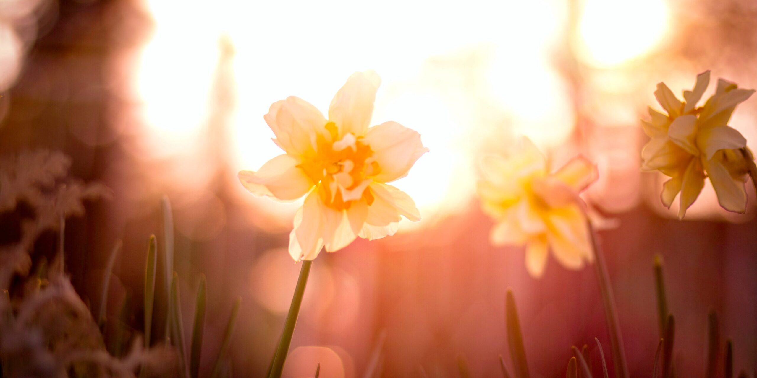 antonio-janeski-h74w-Lw9PMU-unsplash