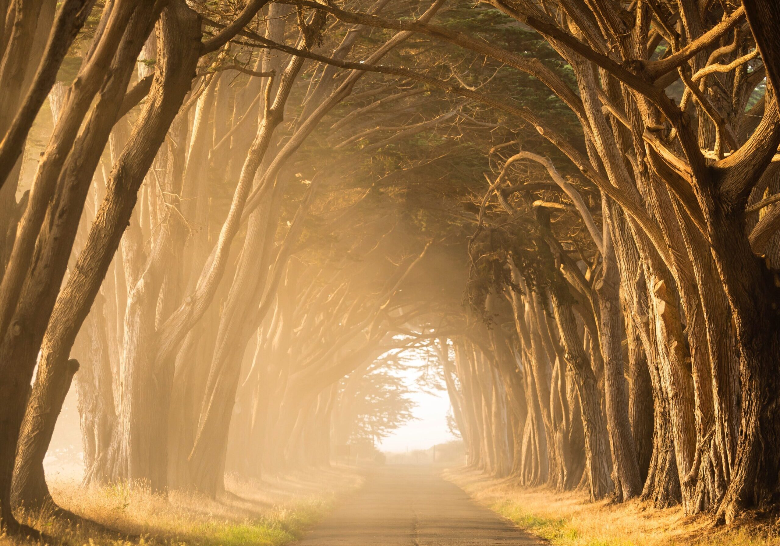 stephen-leonardi-gyIRjKPXupE-unsplash stephen-leonardi-gyIRjKPXupE-unsplash